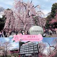 ❣️🌸Blooming in Ueno Park