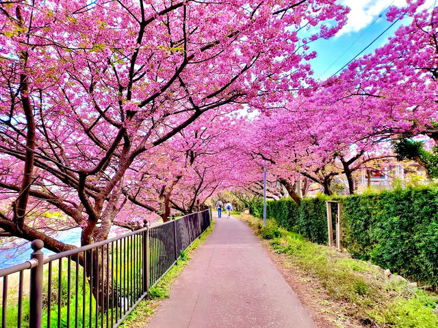 Kawazu Sakura, Shizuoka