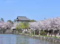 大阪南區岸和田城櫻花祭