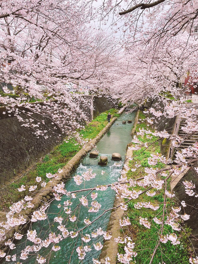 【北九州桜スポット】志井川の桜並木🌸