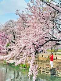 아름다운 벚꽃커튼을 원없이 볼수있는곳🌸