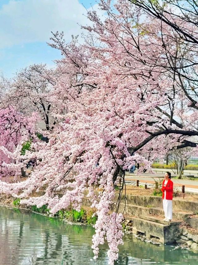 아름다운 벚꽃커튼을 원없이 볼수있는곳🌸