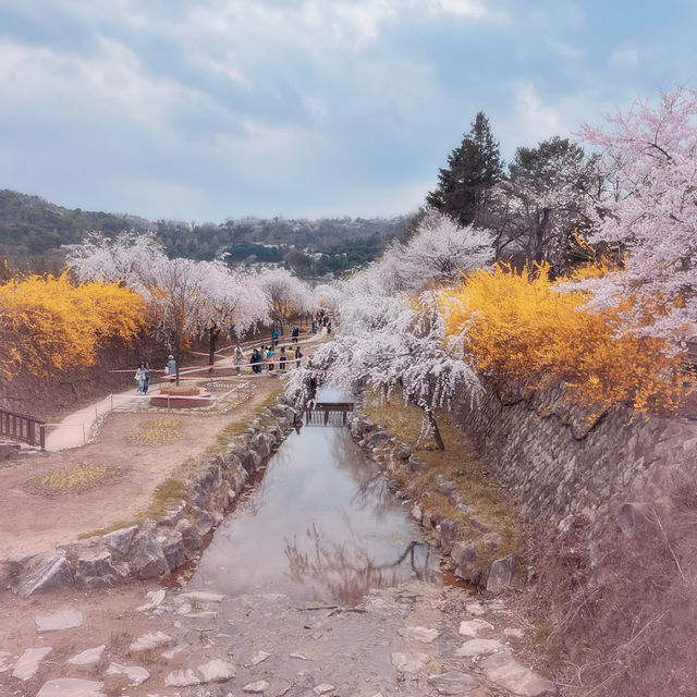 Seoul Cherry Blossoms:Seoul National Cemetery