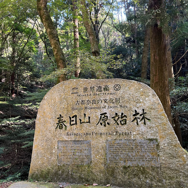 【世界遺産】春日山原始林　〜春日山遊歩道