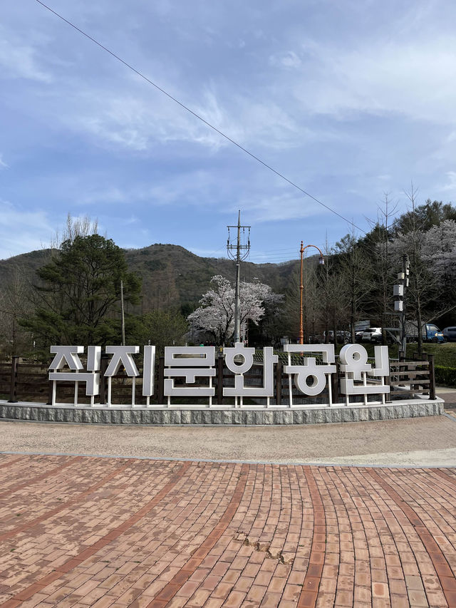 김천 벚꽃거리 핫플