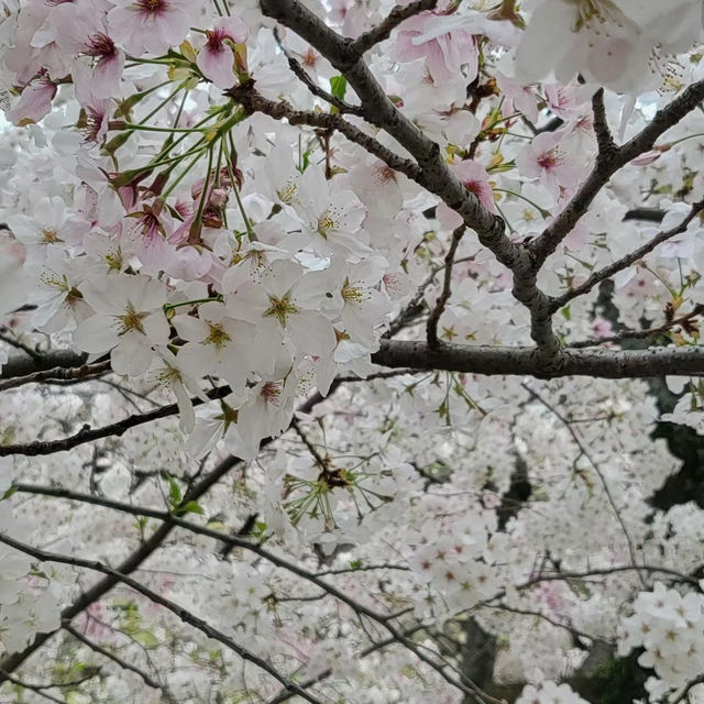 富津公園：春季賞櫻勝地，日本必遊景點