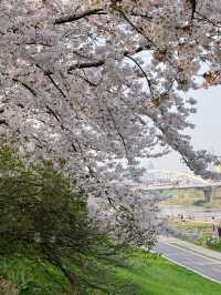 🌸여의도 못지 않은 벚꽃명소! 이제는 모두가 알고있는 안양천