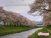 ชมซากุระกว่า280ต้น ริมแม่น้ำ Funakawa 