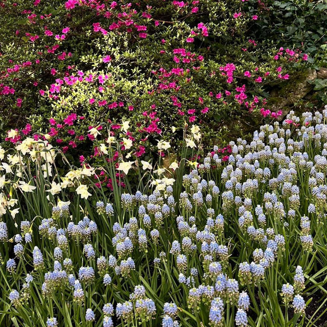 Bask in the Beauty: Keukenhof Tulip 