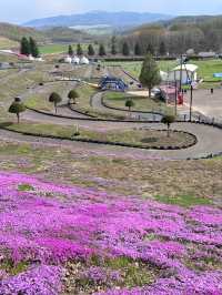 北海道最推薦的芝櫻公園💐