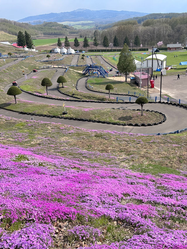 北海道最推薦的芝櫻公園💐