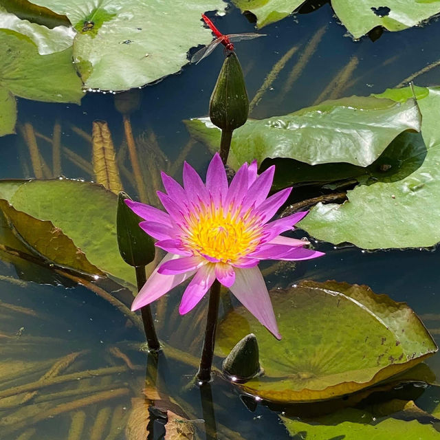 元朗信芯園太陽花節