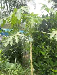 酒店內的香草園 🤍 散發迷人自然氣息