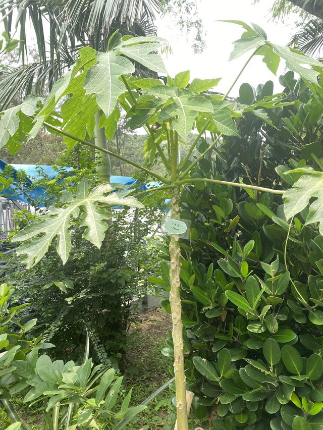 酒店內的香草園 🤍 散發迷人自然氣息