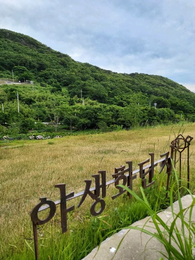 수국은 아직 더 기다려야한 가덕도 야생화단지🌸