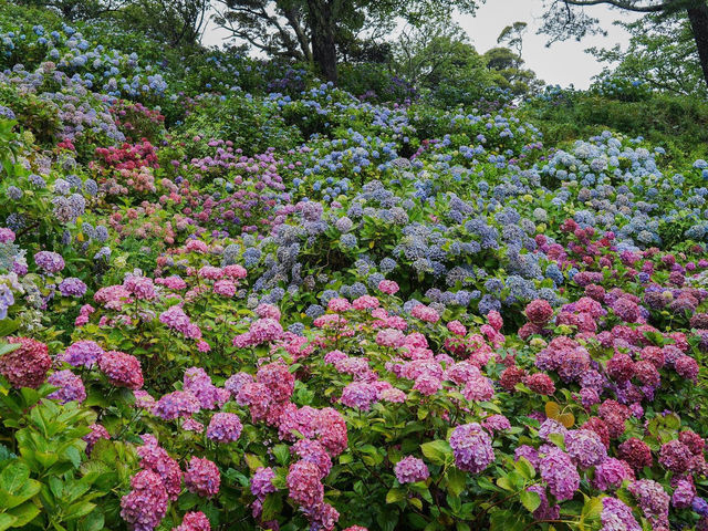 走進伊豆下田公園的萬花筒裡