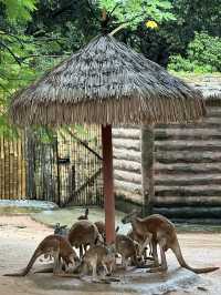 深圳野生動物園：保護與觀賞，充滿教育價值