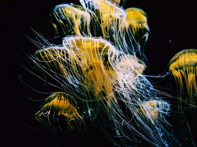 Niigata City Aquarium Marinepia Nihonkai (Sea of Japan) 新潟市水族館 マリンピア日本海