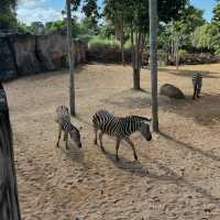 Wildlife Wonders: Bali Zoo Delights with Up-Close Encounters!