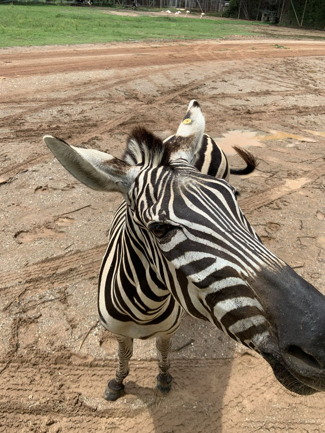 🇹🇭 泰國旅行·北碧府野生動物園Safari Park