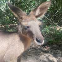 【Cairns🇦🇺②】動物好き必見動物園「ハートリーズ動物園」