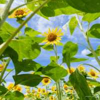 \無料/絶景40万本のひまわり畑🌻✨らんらんバス時刻表付き🚎🌻iPhone撮影も最後にあるよ📱🌻