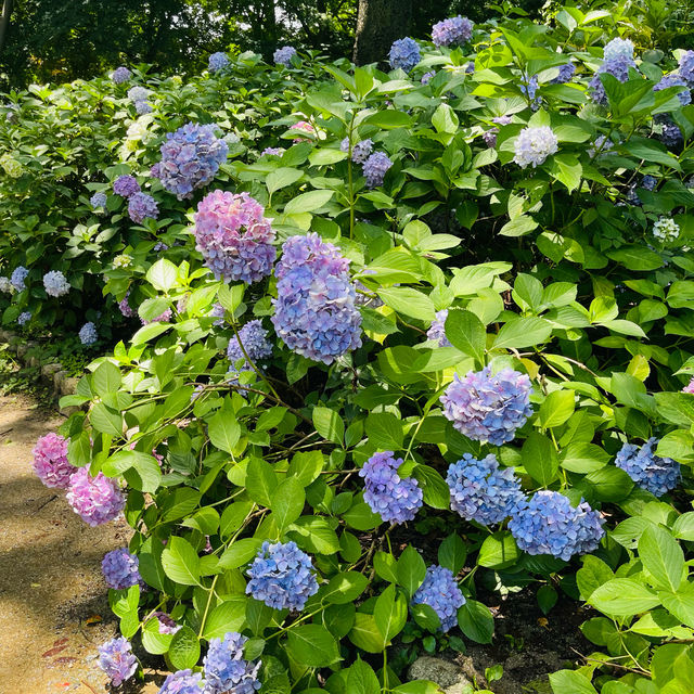 ชมไฮเดรนเยียที่Nagai Park โอซาก้า