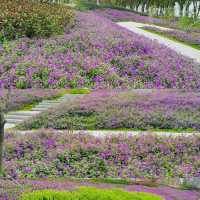 【紫藤園】夢幻紫色花海，身心愉悅