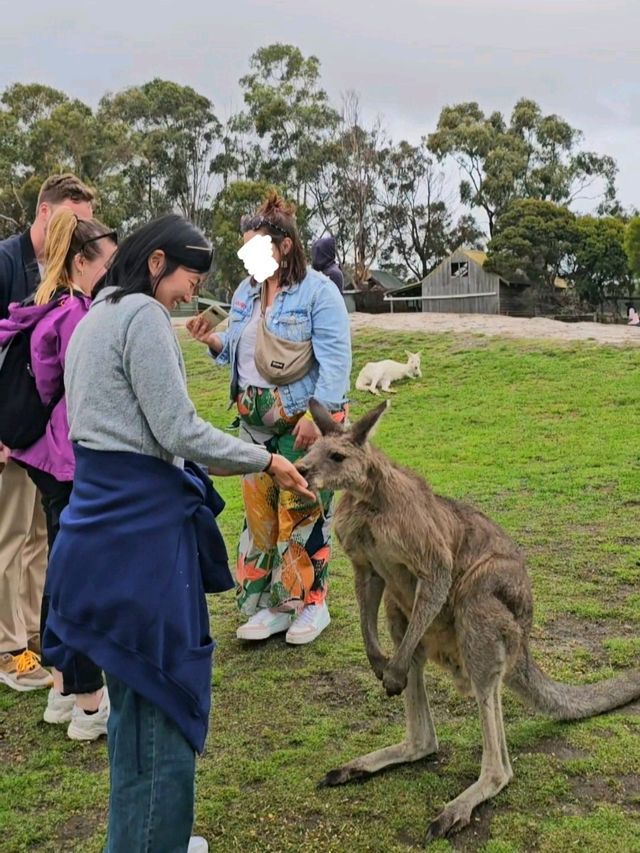 캥거루 🦘 먹이 체험 가능한 멜버른 마루 동물원 