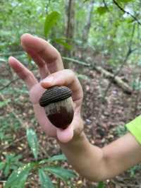 【沖縄 西表島】世界遺産のジャングル🌴ピナイサーラの滝を1日満喫🐾‪𓏸𓈒