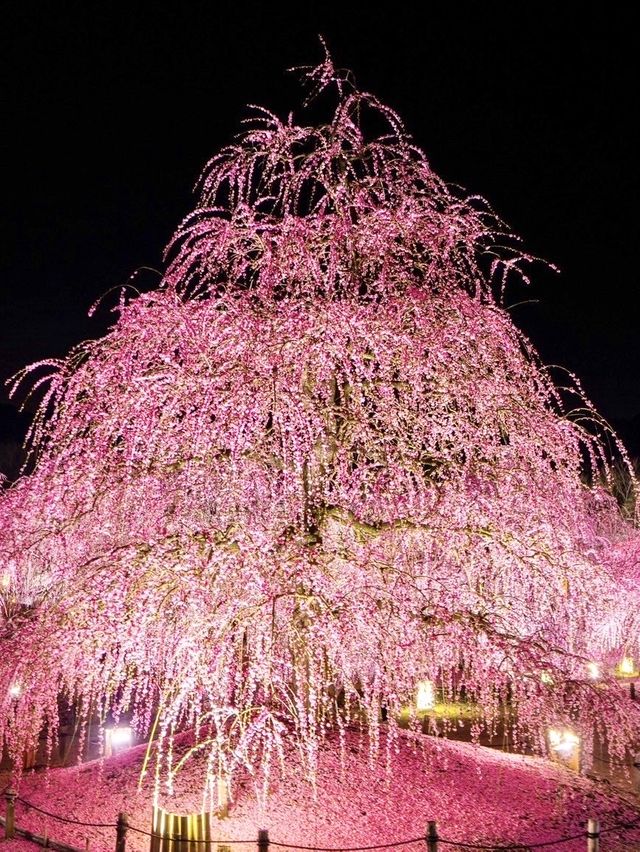 〜三重県鈴鹿市〜絶軽！200本の梅ライトアップ✨