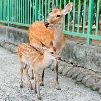 나라 공원 (Nara Park) - 자연과 사슴이 어우러진 평화로운 공원