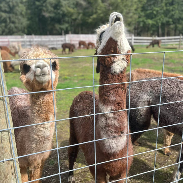 Ferny Hill Farm：田園夢境，鄉村視覺與心靈的淨土