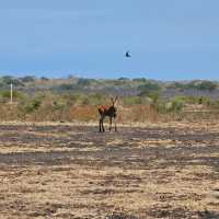 Baluran National ParkTaman Nasional Baluran