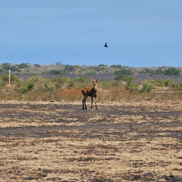 Baluran National ParkTaman Nasional Baluran