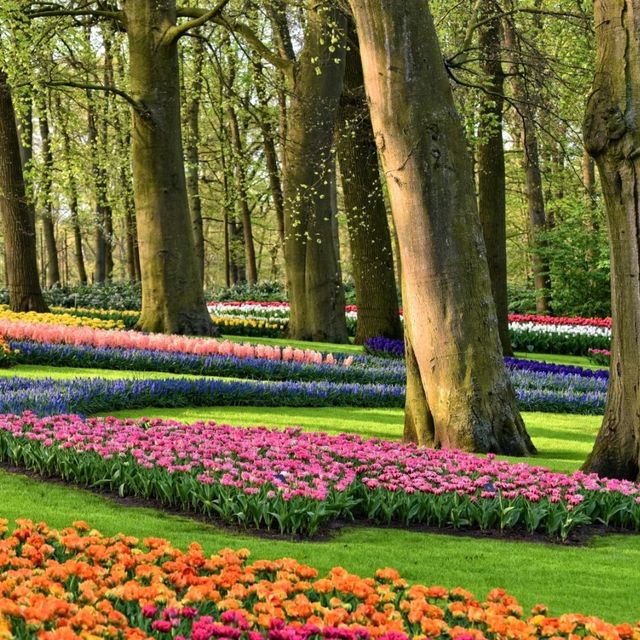 A flower Heaven