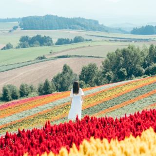 นี่มัน 500 เยน! - ทุ่งดอกไม้ที่เปลี่ยนสีตามฤดูกาล