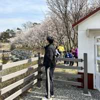 예쁜 꽃과 호수가 인상깊었던 이천 설봉공원🏞️