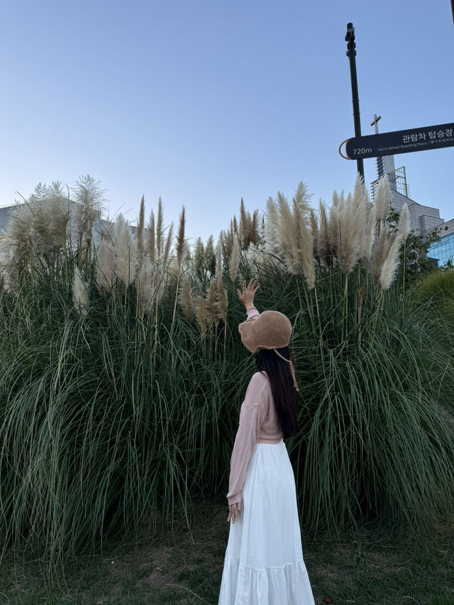 올 가을 여행지는 바로 여기 ✨ 팜파스가 한가득해요 
