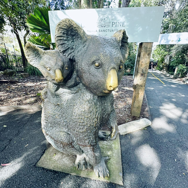 Magic Moments at Lone Pine Koala Sanctuary 🇦🇺