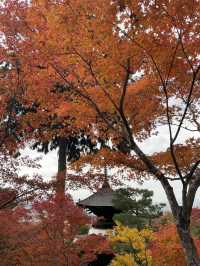 ใบไม้เปลี่ยนสีที่ Jojakkoji Temple Kyoto