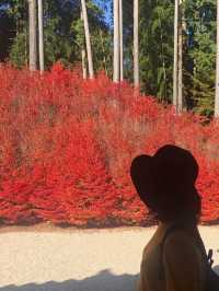 【福岡 篠栗】ドウダンツツジと紅葉がとても綺麗なスポット🍁