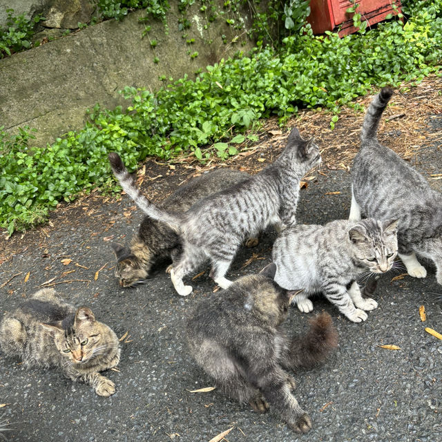 猫の楽園 [田代島]