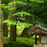 法雲禪寺：日式靜謐 🍃🧘‍♂️