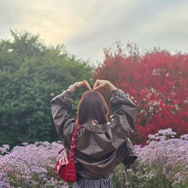 문경 가을꽃구경🌼