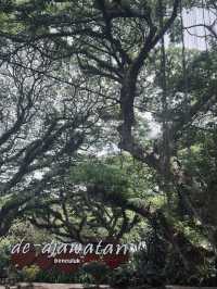 De Djawatan Forest