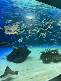 【池袋】屋上にある天空水族館🐟