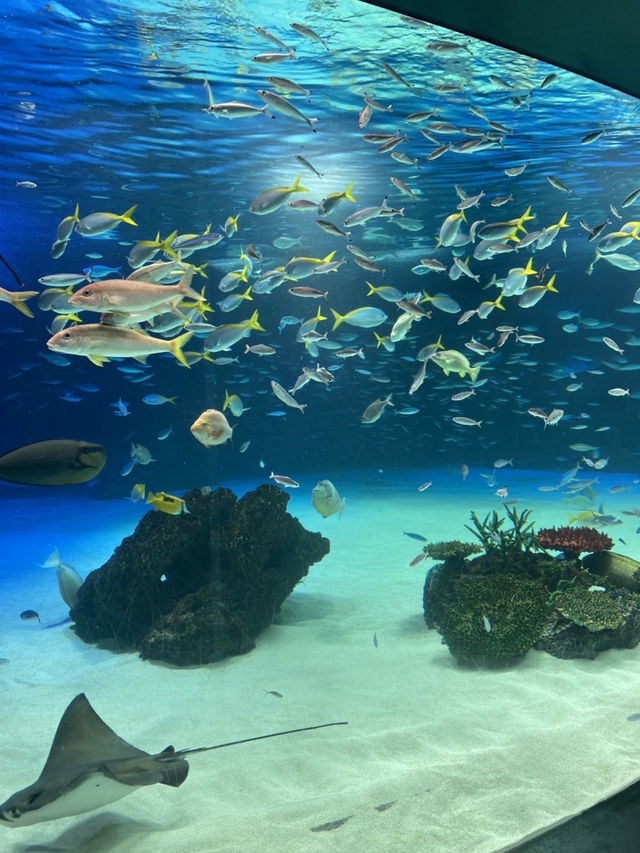 【池袋】屋上にある天空水族館🐟