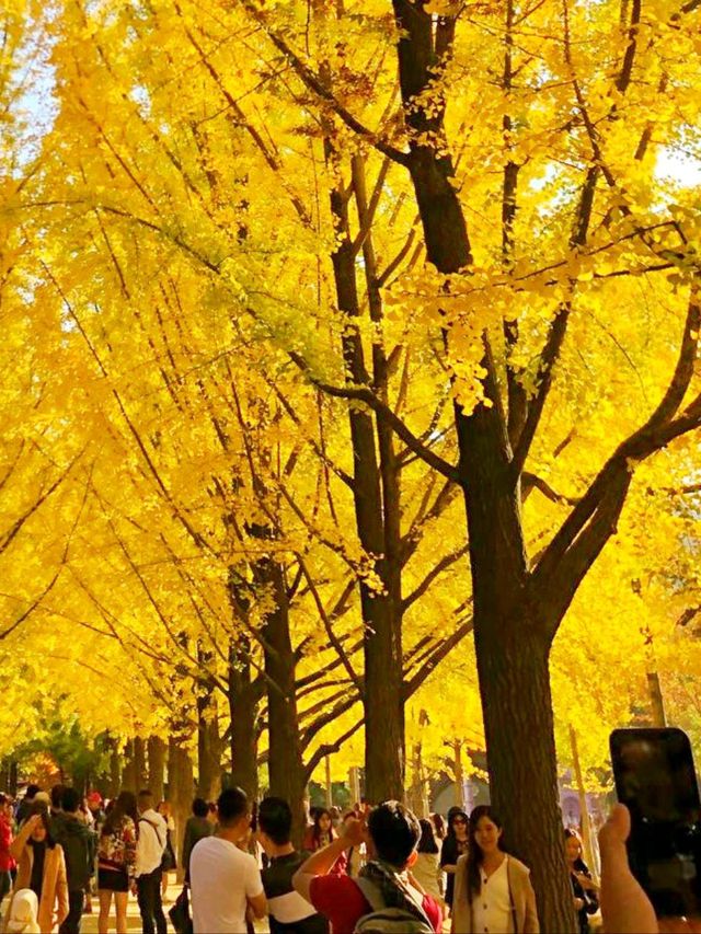 南怡島秋季景點：銀杏大道
