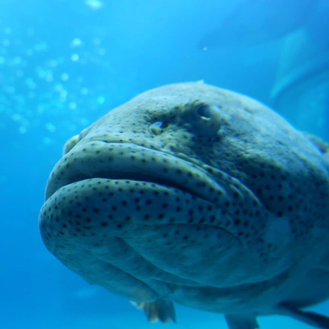 Osaka Aquarium Kaiyukan 🐠🩵